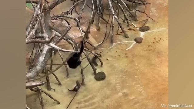 Забавные обезьянки заставят вас от души посмеяться - Забавные животные