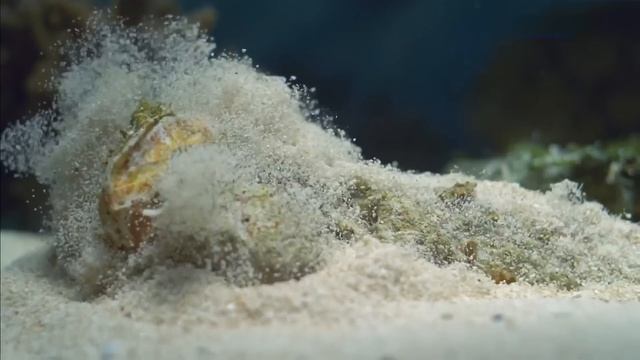 Большой Барьерный риф, Коралловые острова – 03 часть