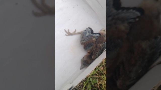 мы спасли птенца с его братьями и сёстрами