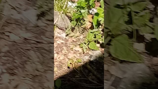 1000011283.mp4