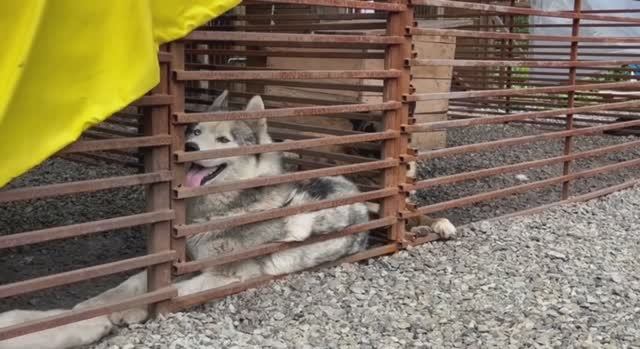 Репортаж из приюта
