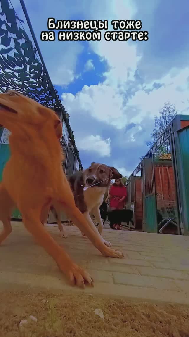 Плохое настроение? Пинки и Ко спешат на помощь!❤️🔥 ❥ Приют в Малинках