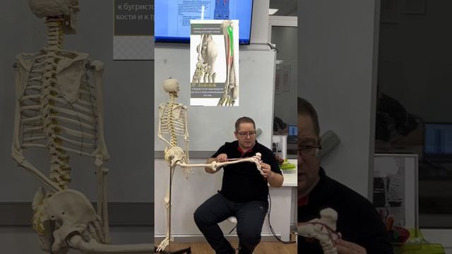 ▌ Анатомия мышц

▌ Что такое мышцы?

Мышцы — это органы человеческого тела, состоящие преимущественн