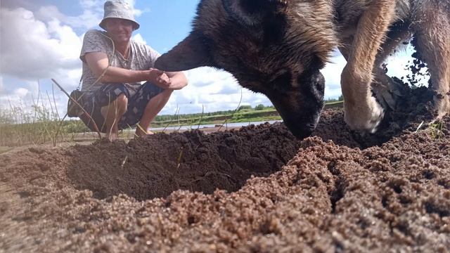 прогулка овчаркой на пляже, копает овчарка яму на пляже