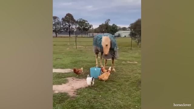 Лучшее видео с самыми смешными лошадьми в подборке!