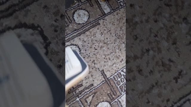 слалом скейт прототип на сфериках.