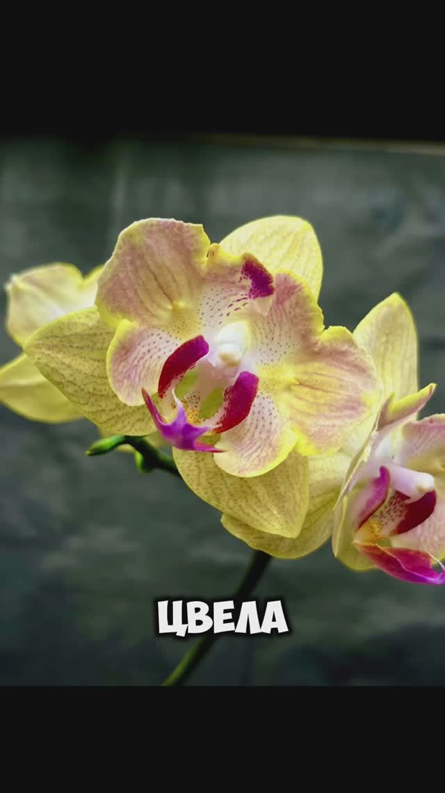 Как из ОДНОЙ ОРХИДЕИ получить ДВЕ!