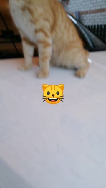Cat_Edits