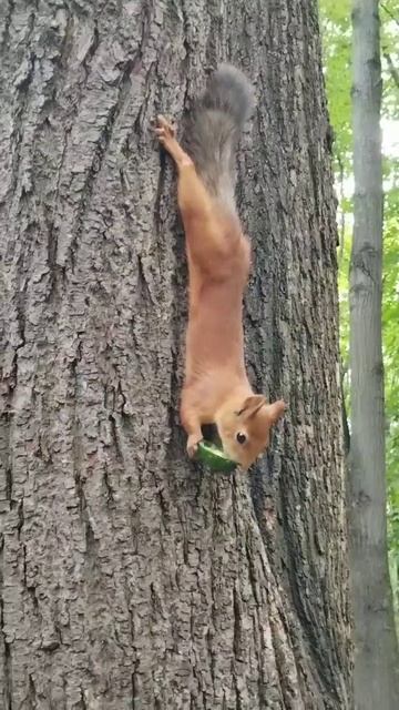 Белка ест огурцы 🥒 🐿️