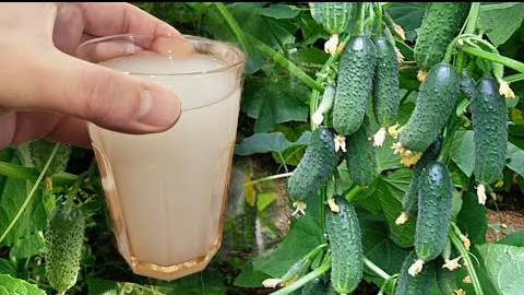Огурцы🥒 никогда не болеют, плодоносят по ведру🪣 за ночь, семейный секрет