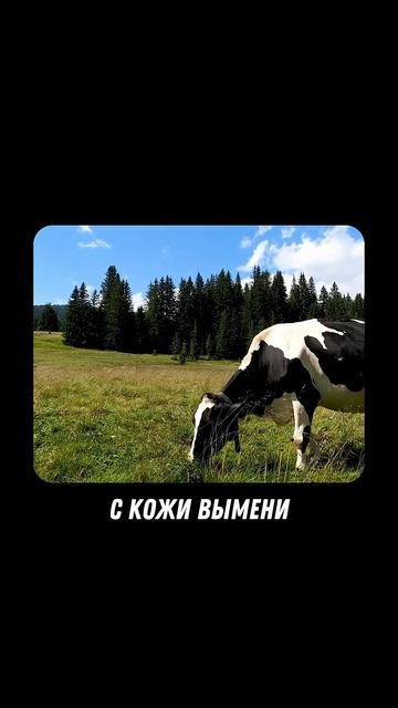 Риски потребления сырого молока #молоко #бактерии #сыроемолоко #здоровоепитание #здоровыйобразжизни
