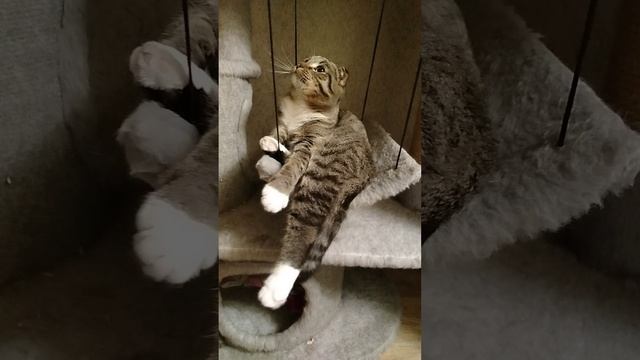 Красавчик отдыхает!!!🐈❤️🥰💋😍😻😼😽(кот Сёма!!!)🐈