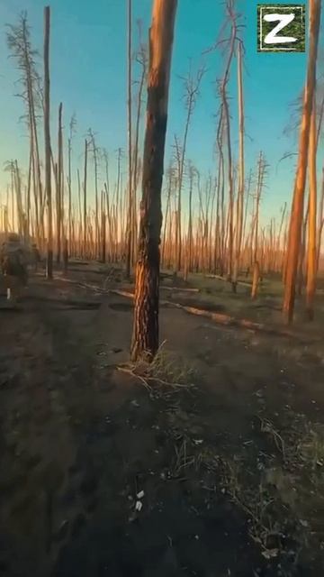 сво