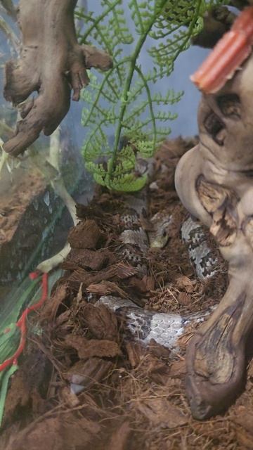 #змея #reels #short #shorts #margo #shortvideo #shortsvideo #nature #beauty #happy #snakes #surprise