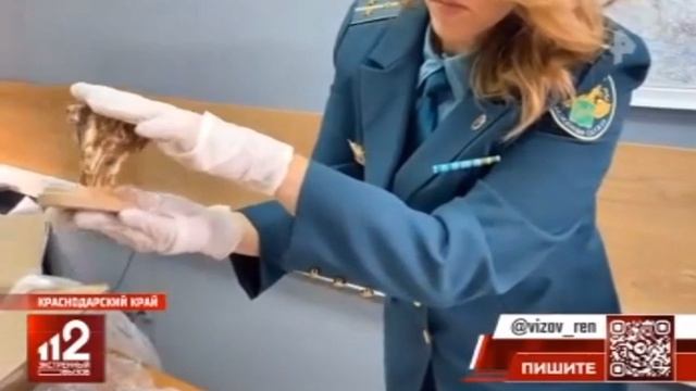 Телеканал «РЕН», программа « Экстренный вызов 112», 26.06.2025