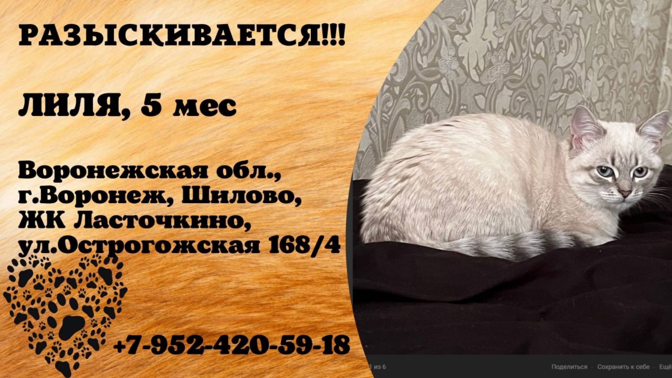 Пропала кошка! ЛИЛЯ, 5 мес. Воронежская обл., г.Воронеж.