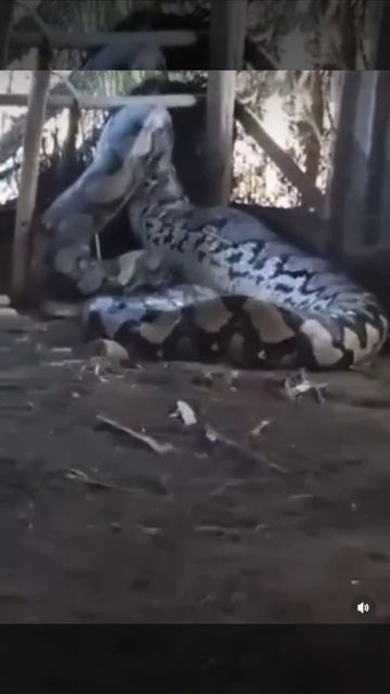 Вы только взгляните на эту змеюгу.