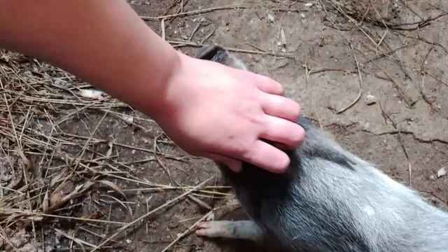 Нюшка - поросюшка.