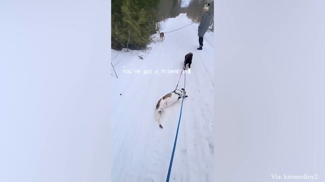 Когда Бог посылает тебе забавную собачку