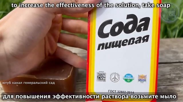 Сода для томатов в июне — ключ к ведерному урожаю: проверьте сами!