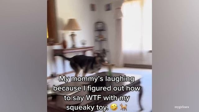 Если вы подумываете о том, чтобы завести вторую собаку, но не уверены.  Посмотрите на это!