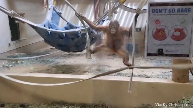 Много Смейтесь Над Забавными Моментами С Обезьянками