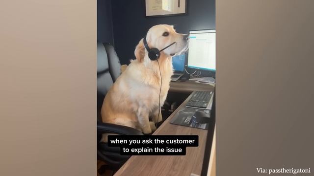 Я бы умер со смеху за этих собак