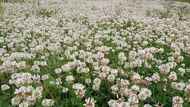 Клевер в поле: Маленькие радости большой природы"