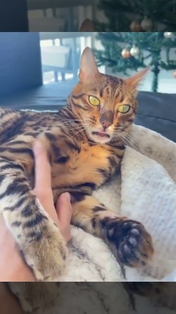 Никаких кусь котяра
