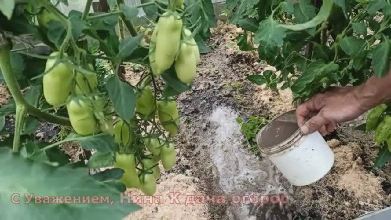 После этой подкормки с каждого куста снимете ведро помидоров!
