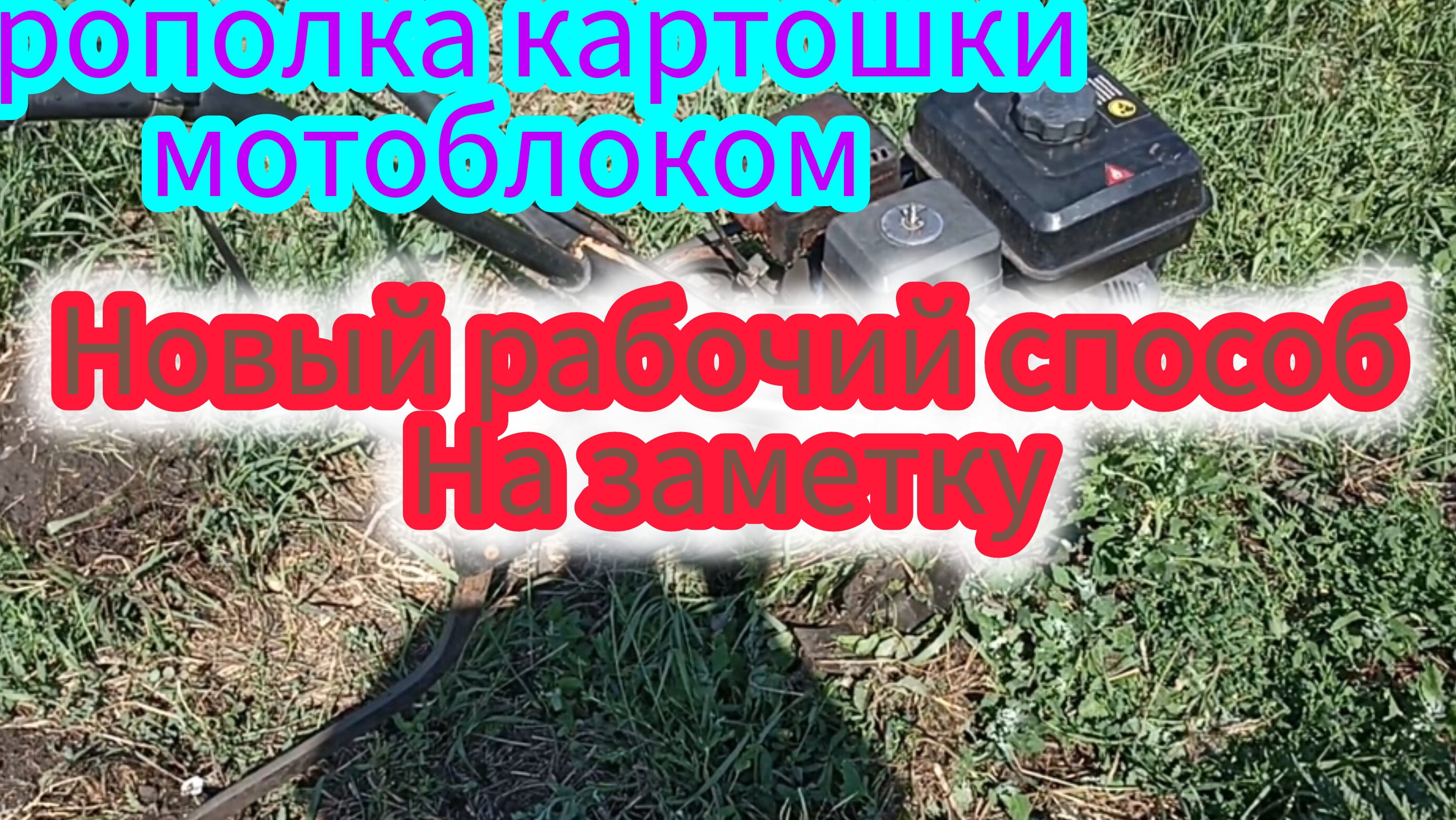 Прополка картофеля мотоблоком Хутер.