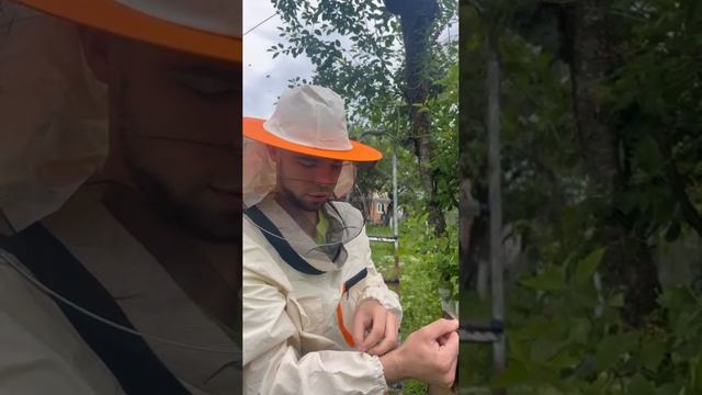 В какую погоду роятся пчелы