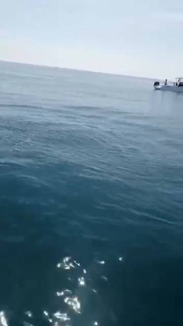 Судак. Море. Дельфины 🐬