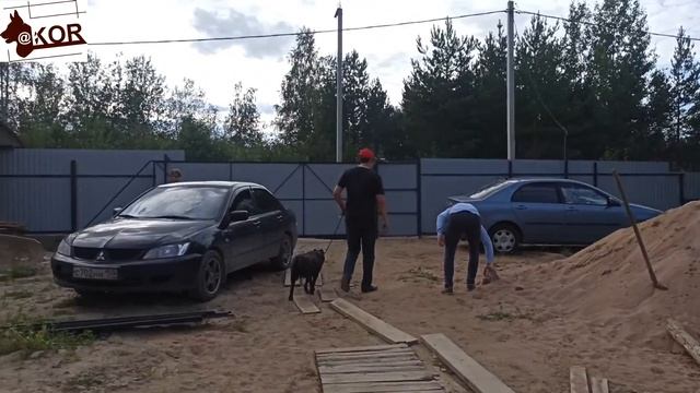 Стая 6-ть питбулей. Драки в стае - Страх и Недоверие. ЧАСТЬ 1