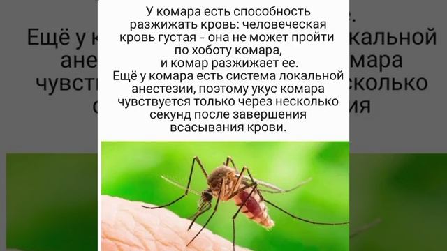Всё о комарах