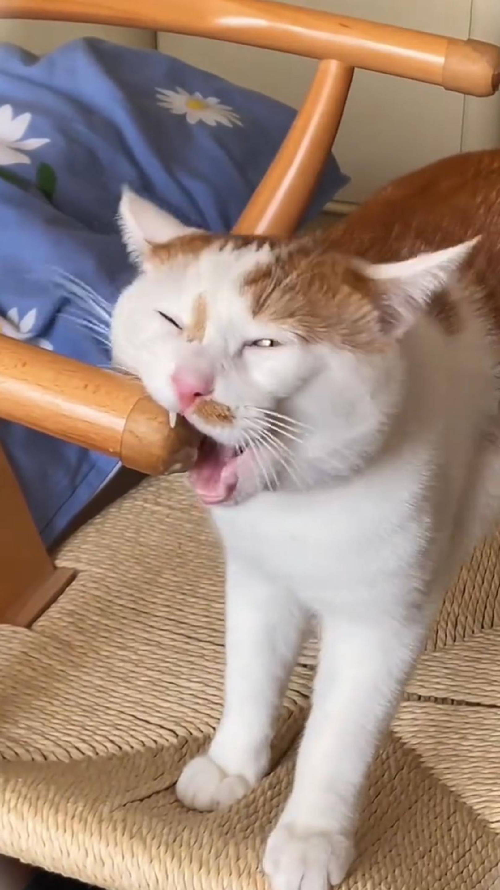 ЭТО СМЕШНЫЕ КОТИКИ! 🔥 Попробуй не Засмеяться! 😂 Подборка СМЕШНЫХ Котов ☺️ #funny #cat #shorts