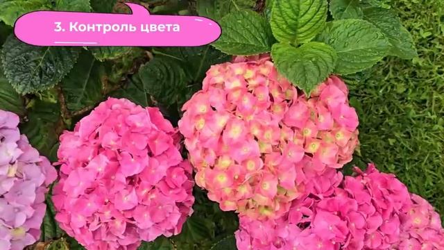 Эти 5 СЕКРЕТОВ ГОРТЕНЗИИ ПОДЕЛЯТ УКРАШЕНИЕ САДА! ЖАЛЕЮ, ЧТО РАНЬШЕ НЕ УЗНАЛА! Цветет НЕВЕРОЯТНО!