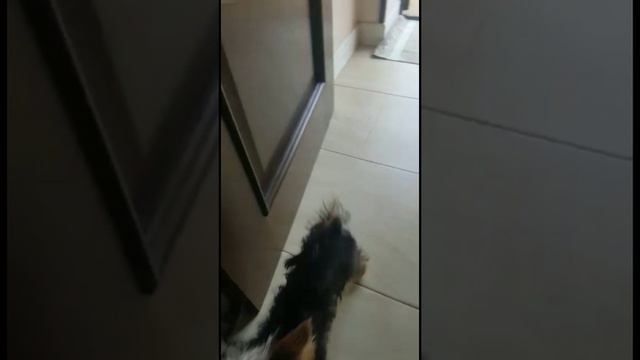 Ириска на природе: игра на свежем воздухе