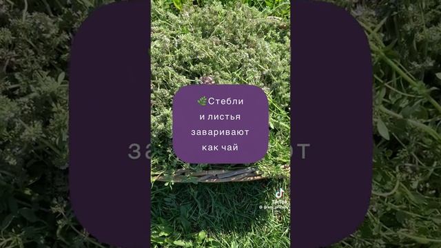 Чабрец(тимьян ползучий)