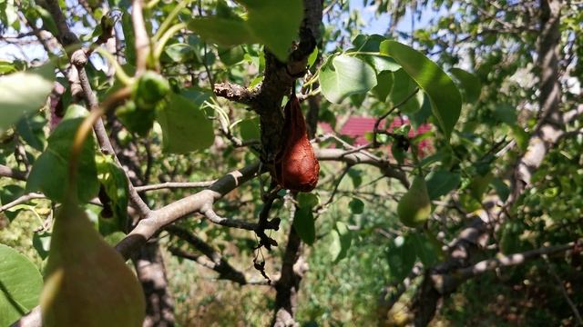 Весит груша, нельзя скушать!