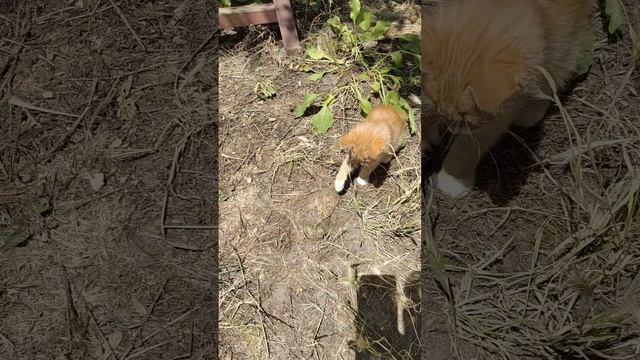 Как выглядят цикады: демонстрирует котёнок Феникс