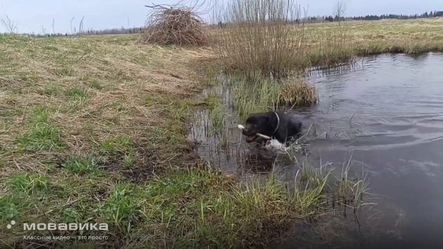 Лето коротко Открываем купальный сезон пораньше А вы уже посещали водоёмы?#shorts