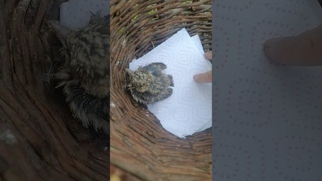 это Чик мой новый ассистент