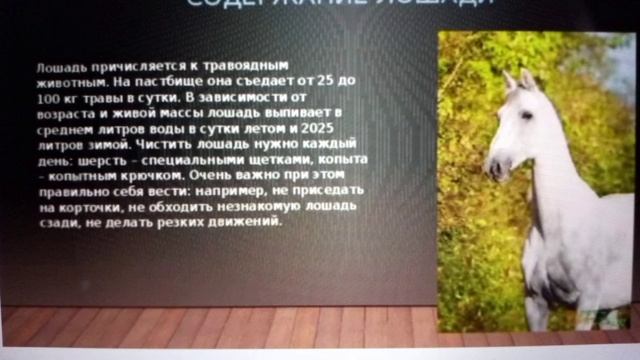 5 фактов о лошадях