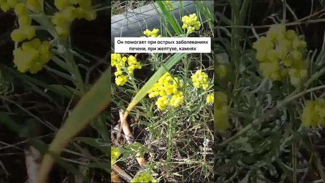 Цмин песчаный