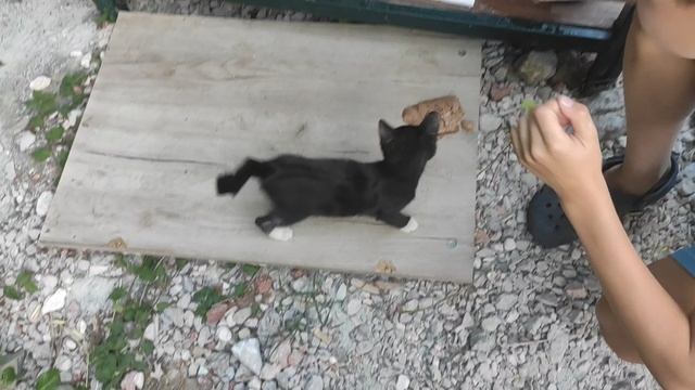 VID_20250624_191440.mp4