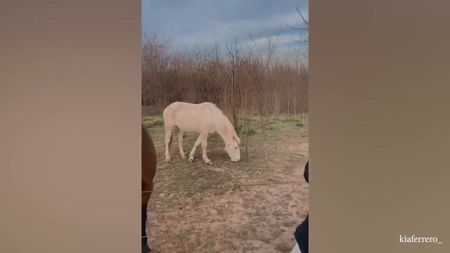Подборка лучших видео с САМЫМИ СМЕШНЫМИ лошадьми для Вашего смеха