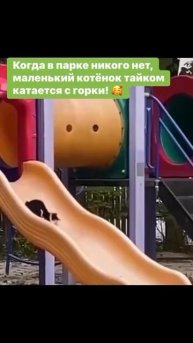 Коты катаются с горки