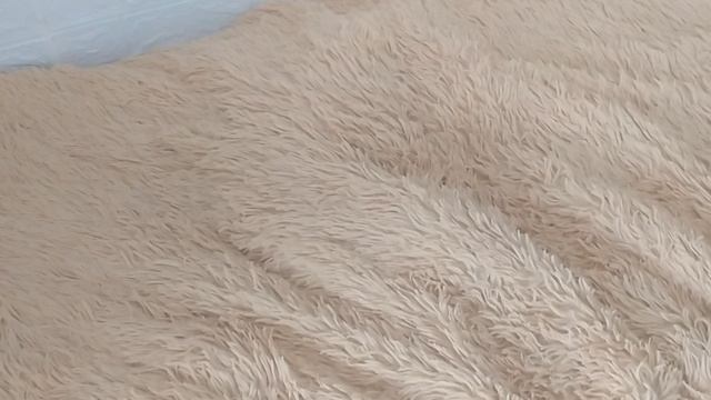 Котик спит