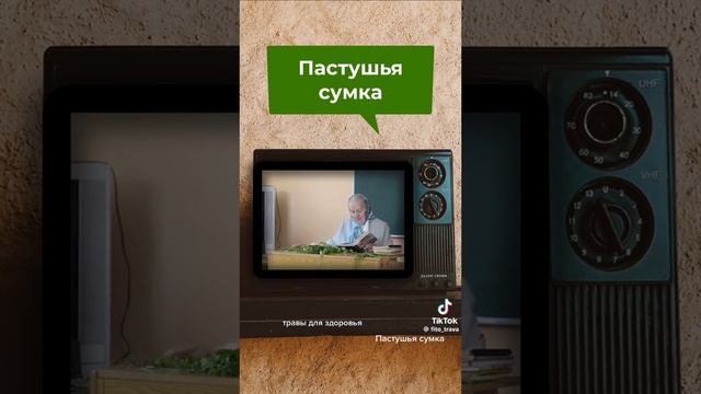 Пастушья сумка